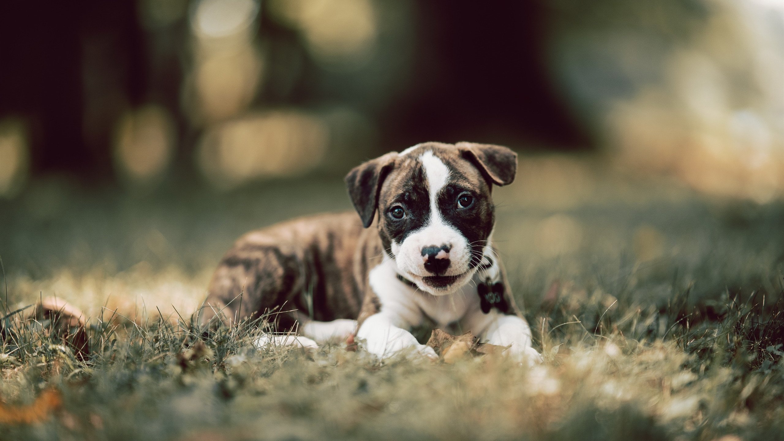 中国男篮提升运球突破稳定性应对夹击,中国男篮训练